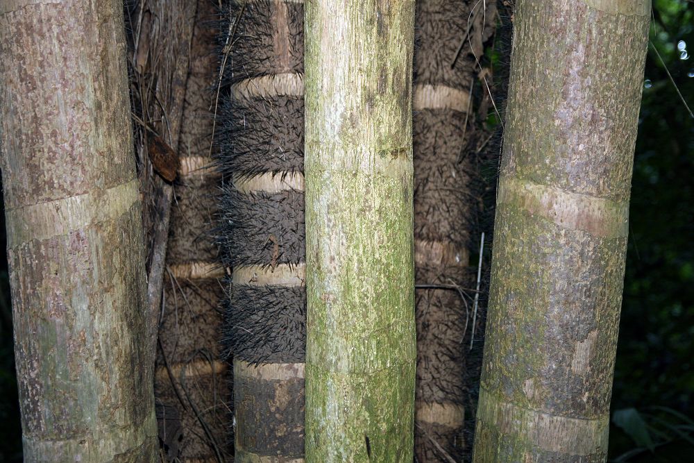 Multiple stems of Bactris gasipaes growing from a single clump, showing both spiny and spineless varieties