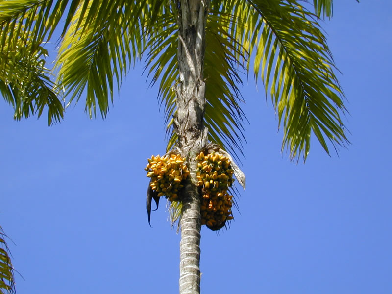 Peach palm (Bactris gasipaes) showing clusters of orange-yellow fruits below the crown