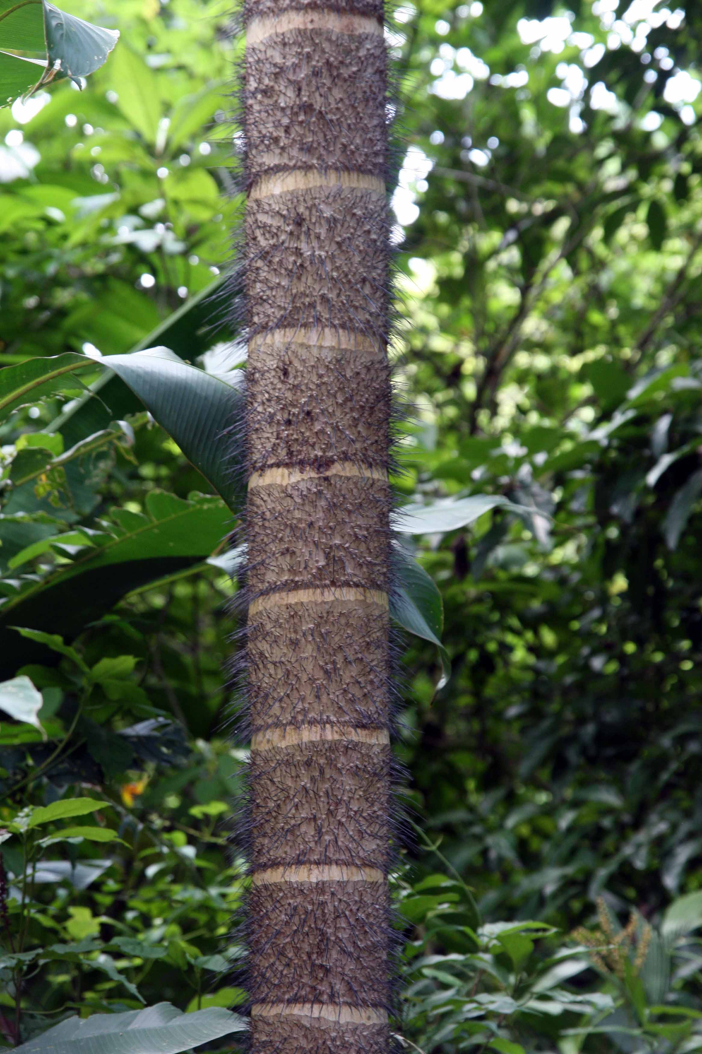 Close-up of Bactris gasipaes trunk showing the characteristic rings of black spines