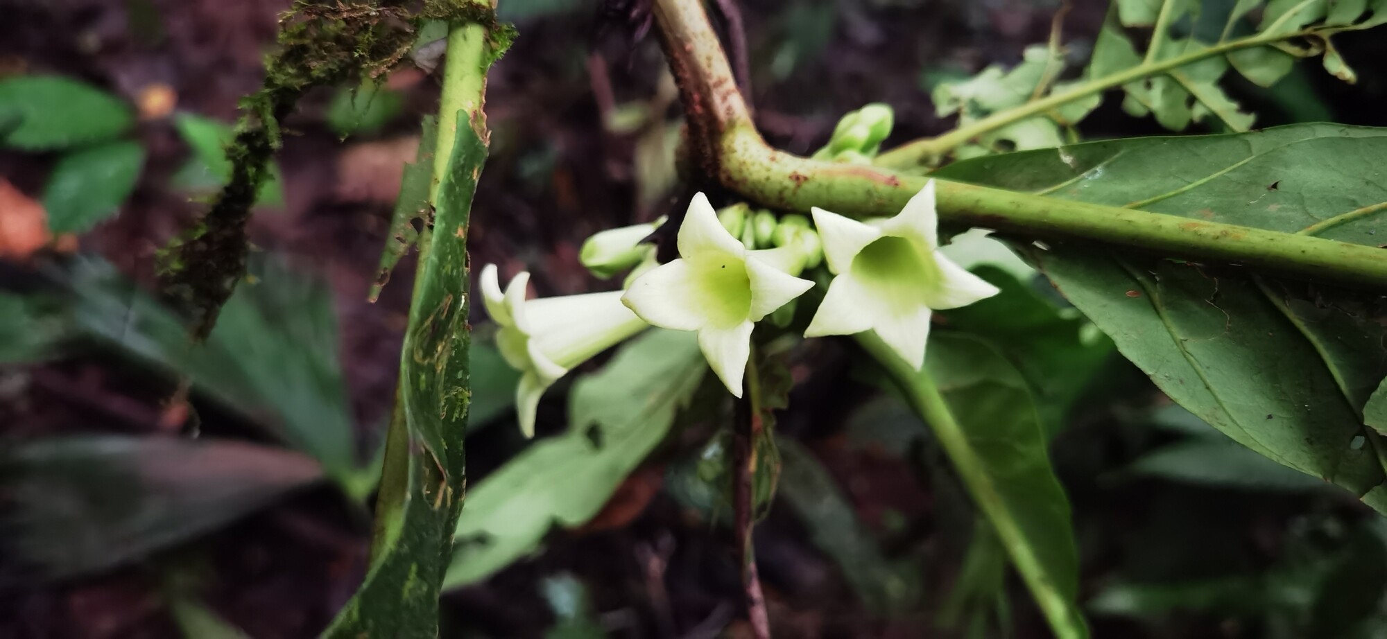 Pentagonia lobata flowers on a mossy stem in the forest understory