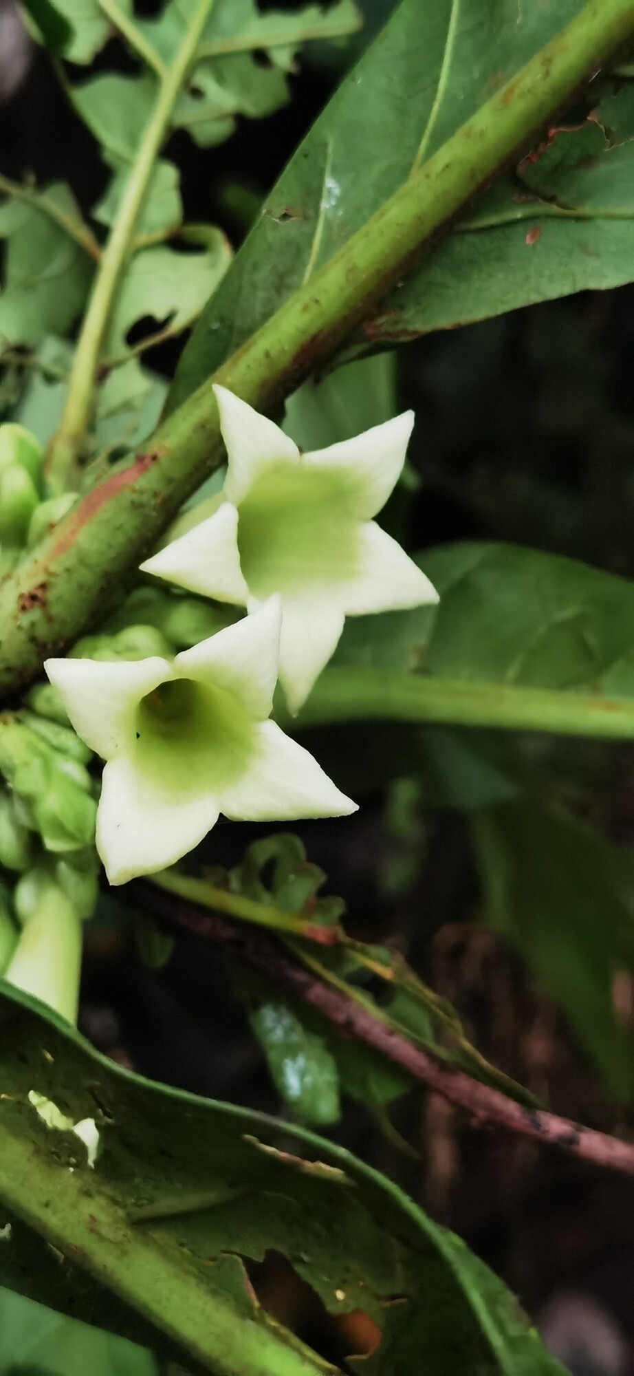 Close-up of two star-shaped Pentagonia lobata flowers