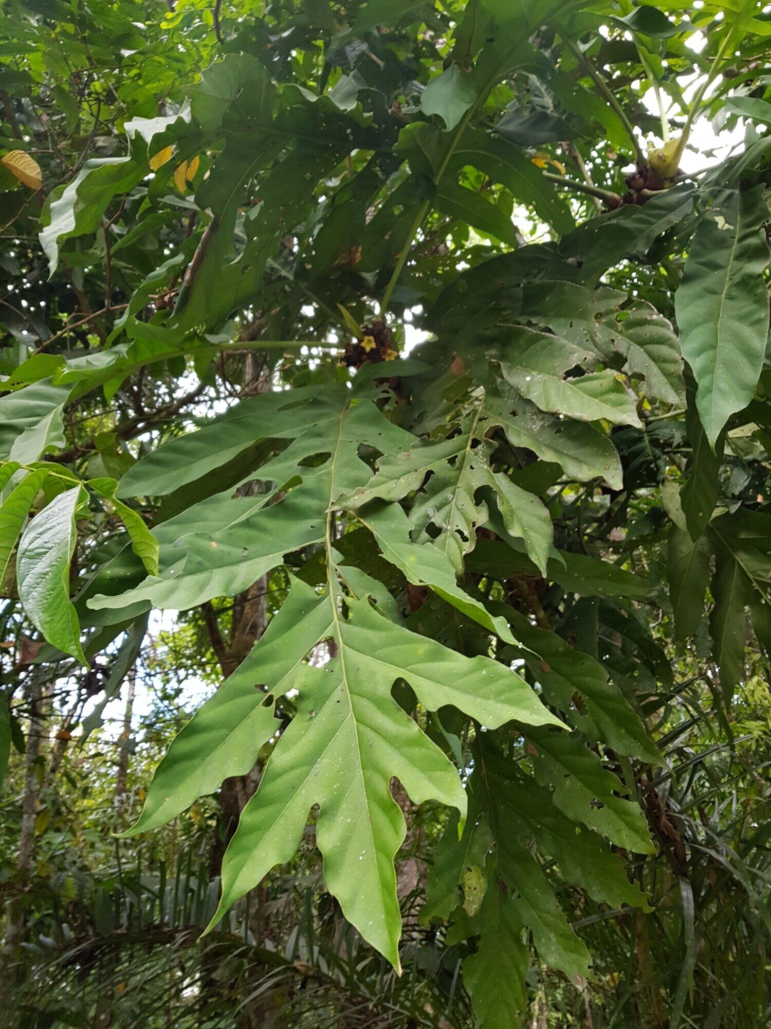 Large lobed leaf of Pentagonia lobata hanging in the forest