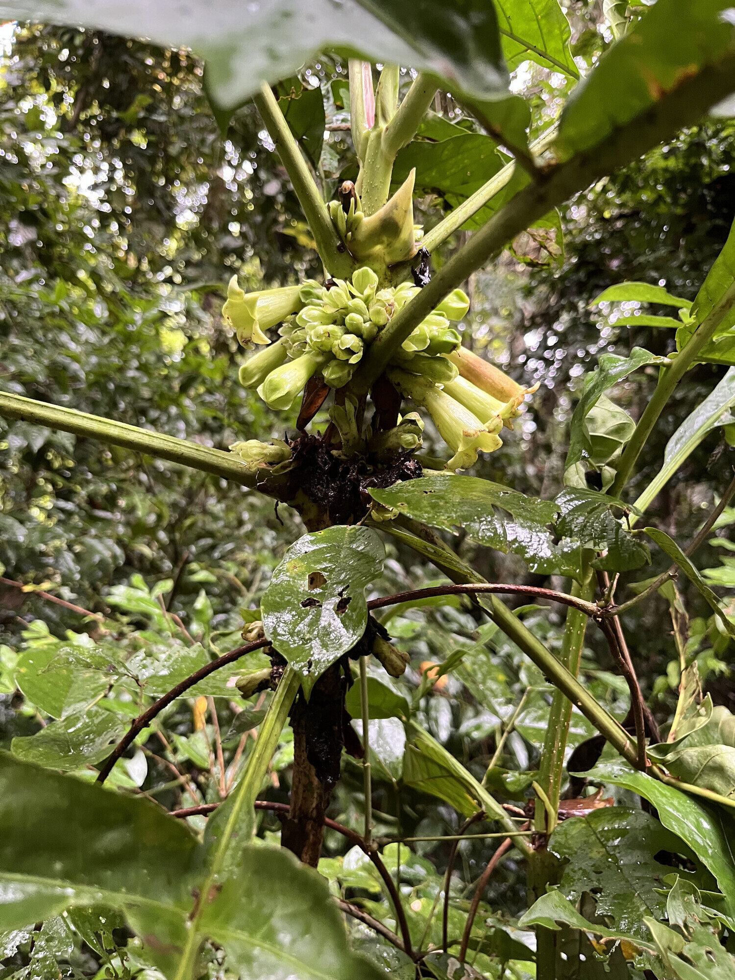 Flowering stem of Pentagonia lobata showing cauliflorous inflorescence
