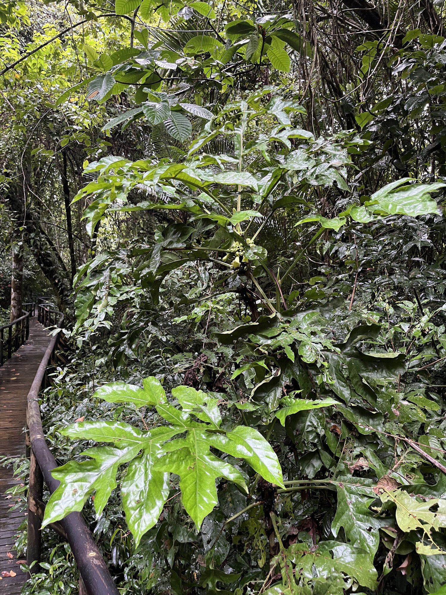 Full plant of Pentagonia lobata growing beside a boardwalk in wet forest
