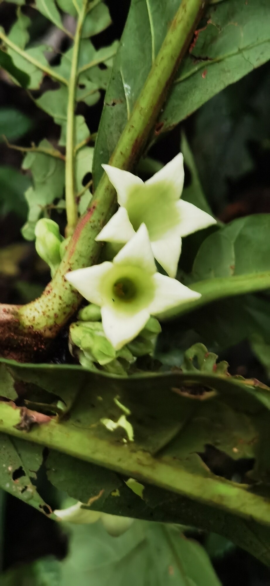 Close-up of Pentagonia lobata flowers showing star-shaped white-green corollas