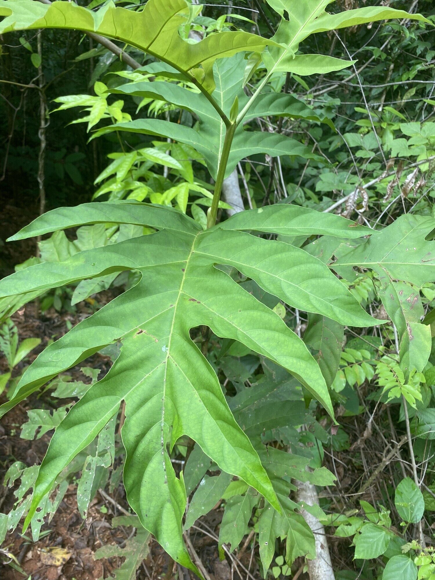 Lobed leaf of Pentagonia lobata seen from above