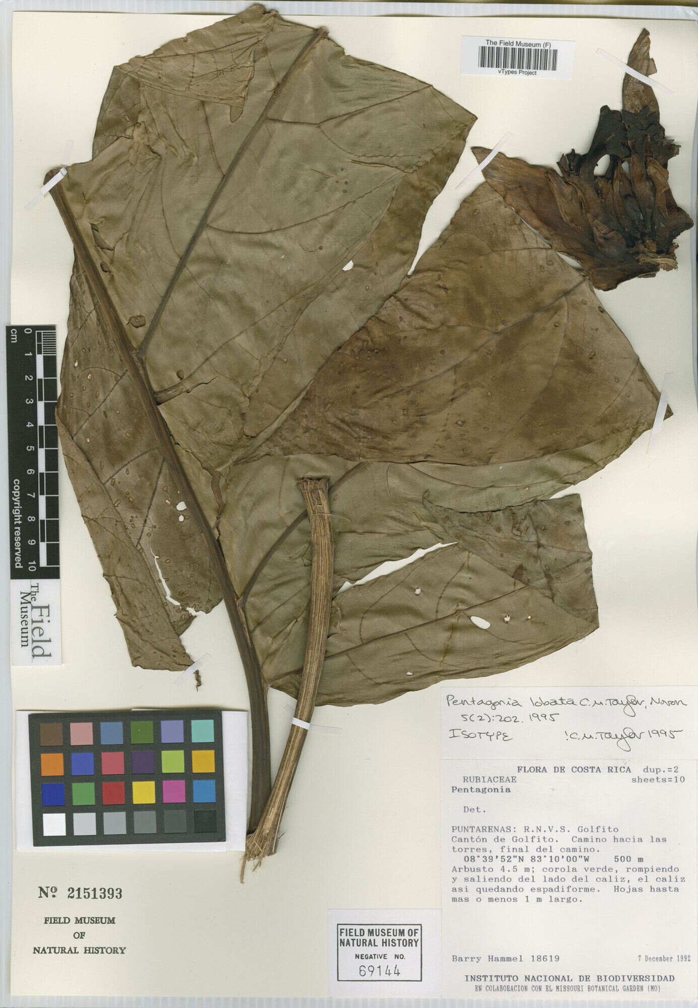 Isotype specimen of Pentagonia lobata at the Field Museum