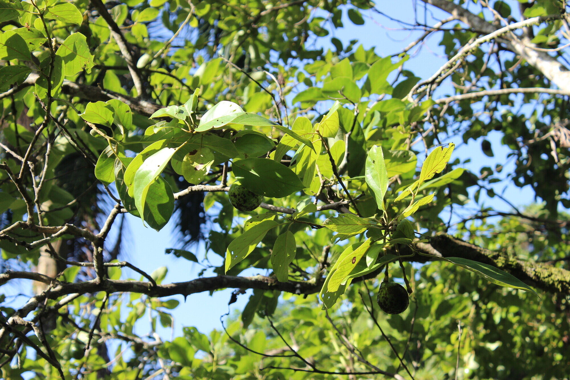 Avocado tree in native habitat showing canopy and fruits