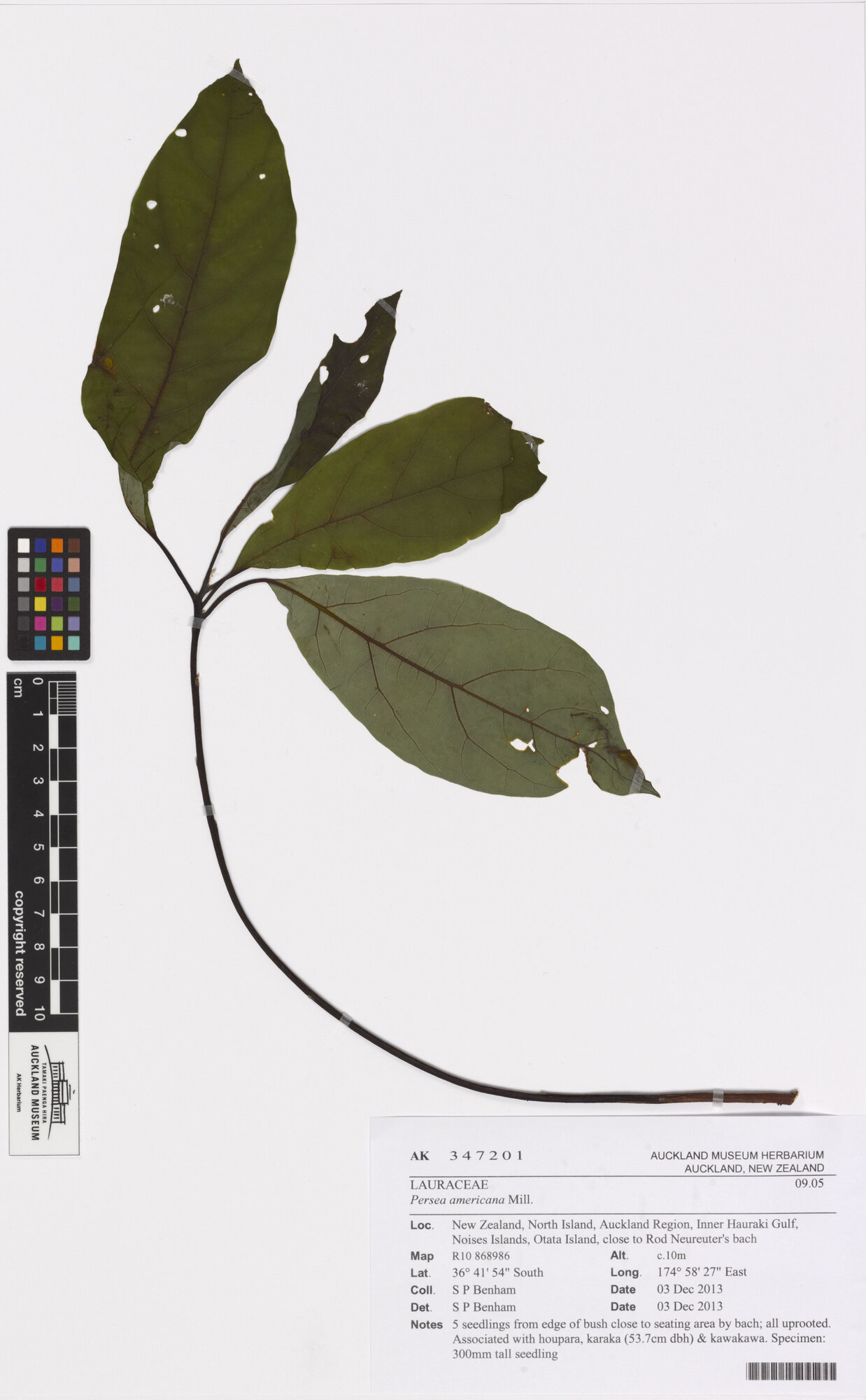 Herbarium specimen of Persea americana from Auckland Museum