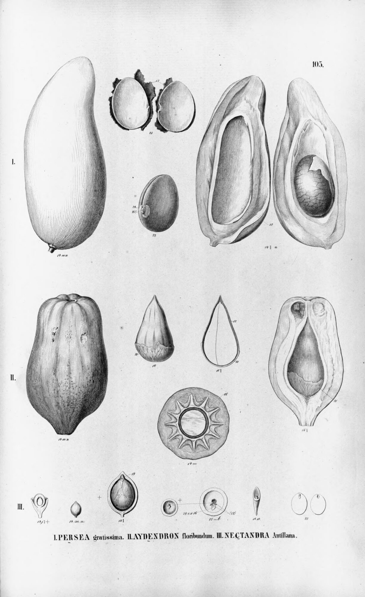 Flora Brasiliensis botanical plate showing Persea gratissima with morphological details