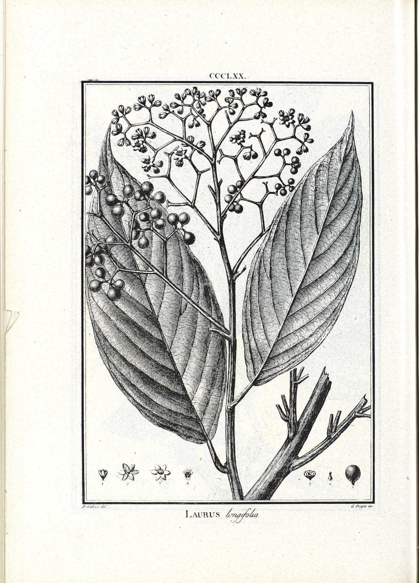 Flora Peruviana botanical plate of Laurus Persea showing leaves, flowers, and fruit details