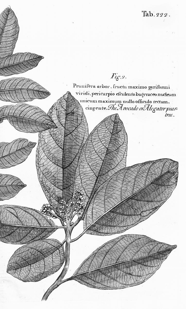 Hans Sloane's 1725 botanical illustration of avocado (Fig. 2, Tab. 222) showing 'The Avocado or Alegator pear tree' with leaves and flowers