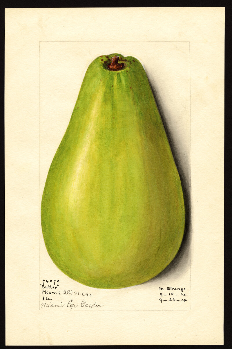 USDA Pomological Watercolor of Butler avocado variety showing green pyriform fruit