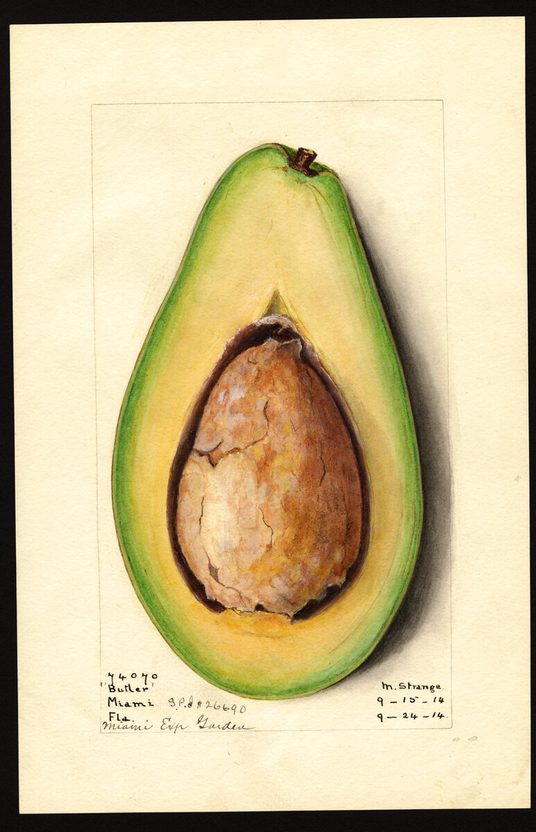 USDA Pomological Watercolor showing halved Butler avocado with visible seed