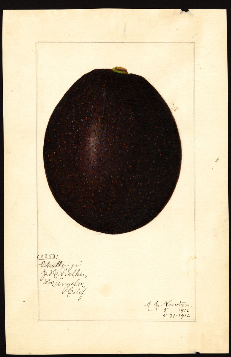 USDA Pomological Watercolor of Challenge avocado variety showing dark purple-black round fruit