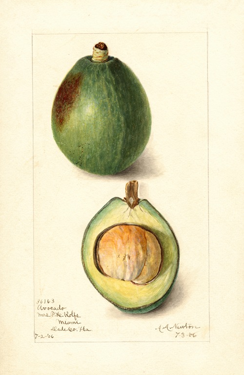 USDA Pomological Watercolor of avocado from 1906 showing fruit, leaves, and botanical details