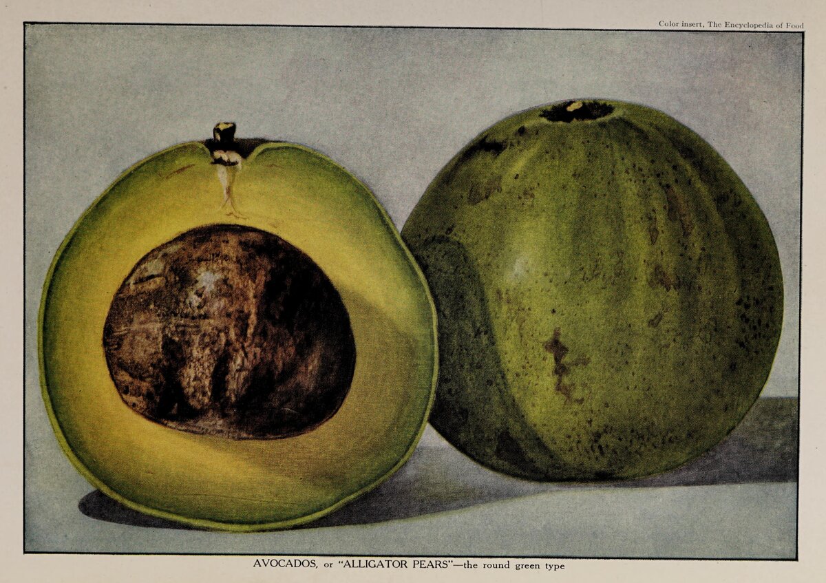 Historical illustration of avocados from The Encyclopedia of Food showing whole and halved fruit