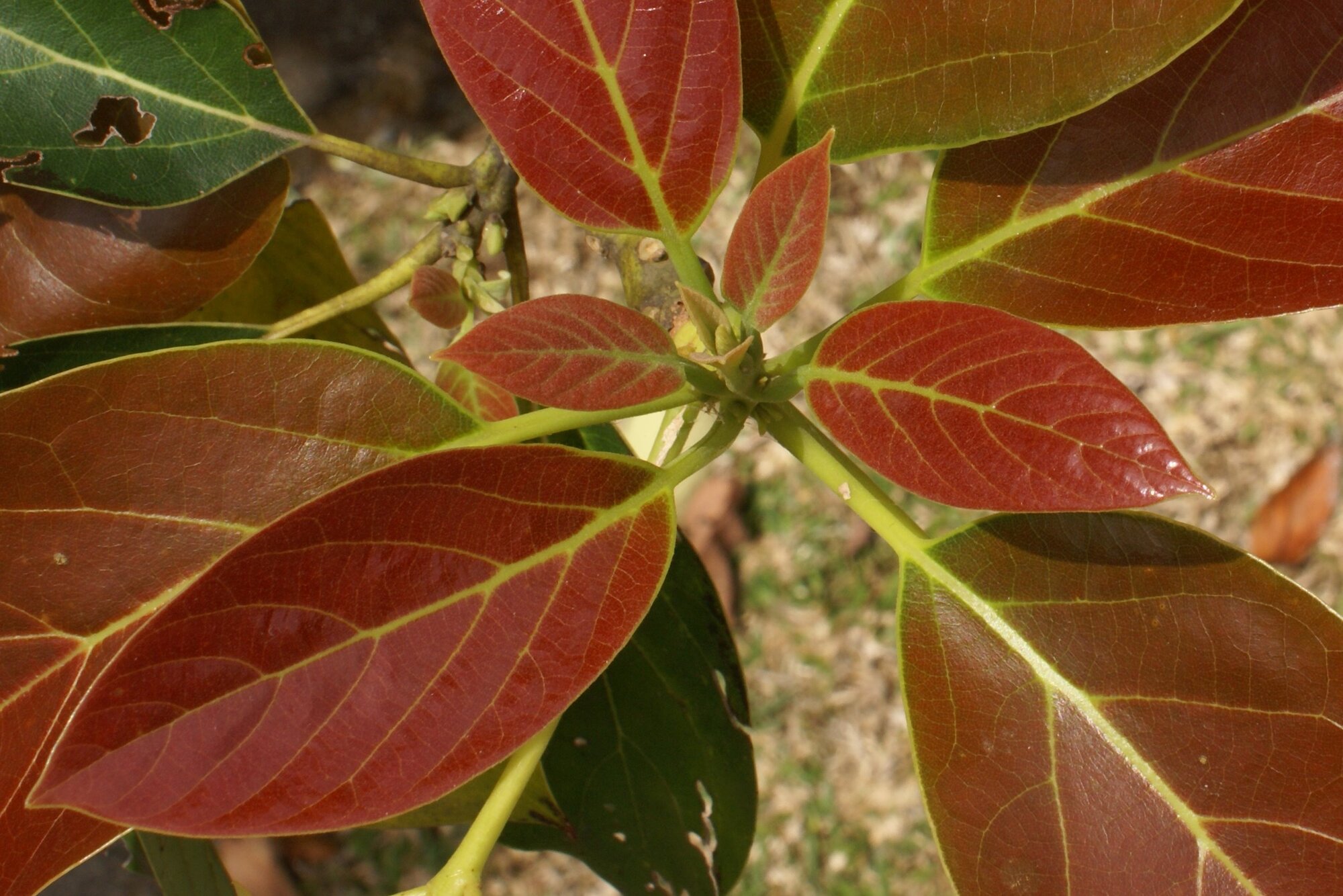 Avocado foliage showing new reddish leaves