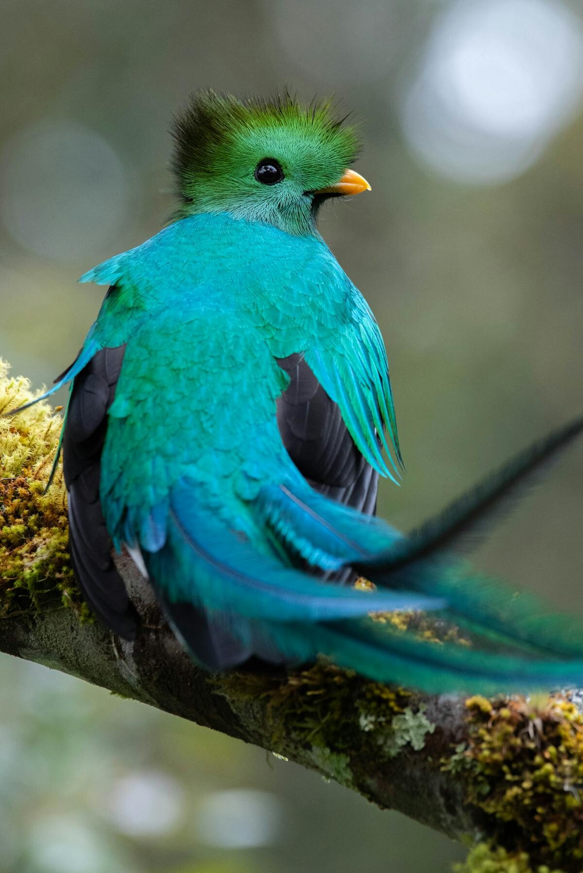 Resplendent Quetzal, primary seed disperser of wild avocados