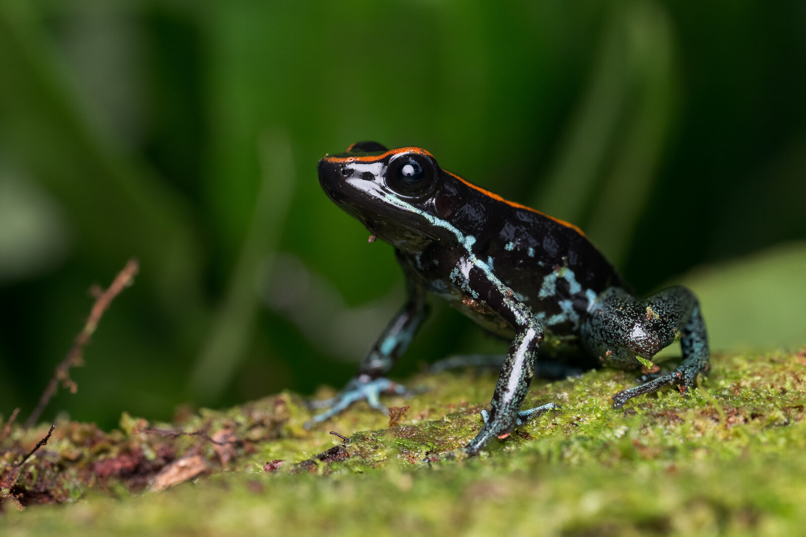 Golfo Dulce Poison Dart Frog (Phyllobates vittatus) on moss