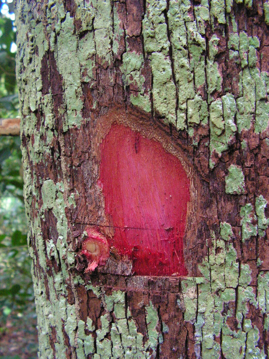Pilón bark showing characteristic red heartwood