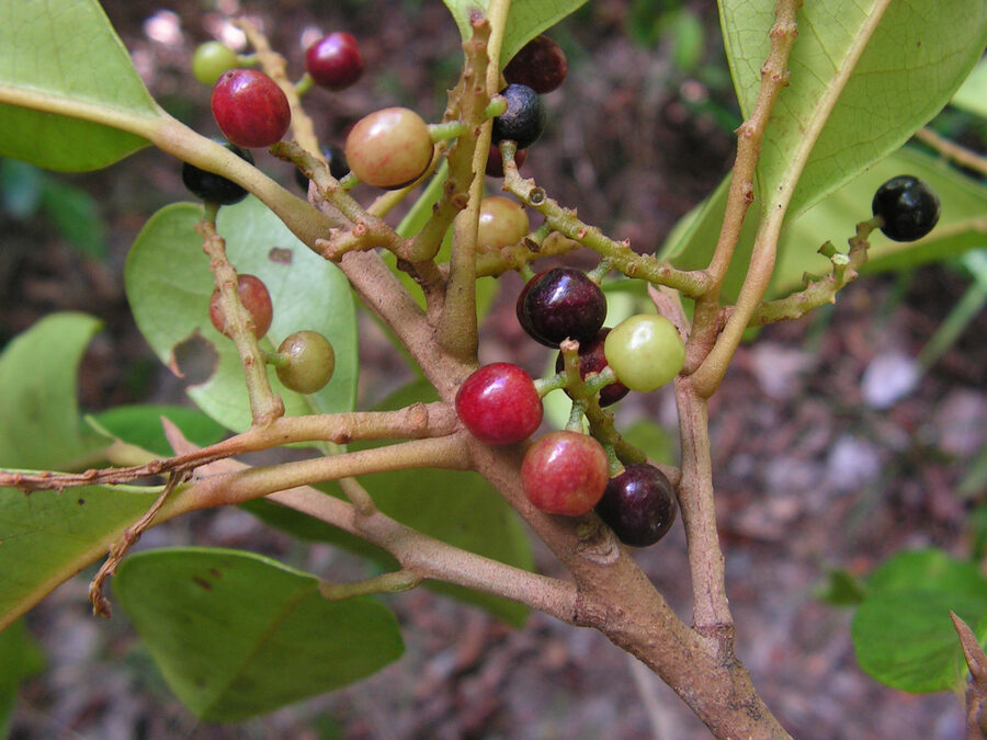 Pilón fruits at various ripening stages