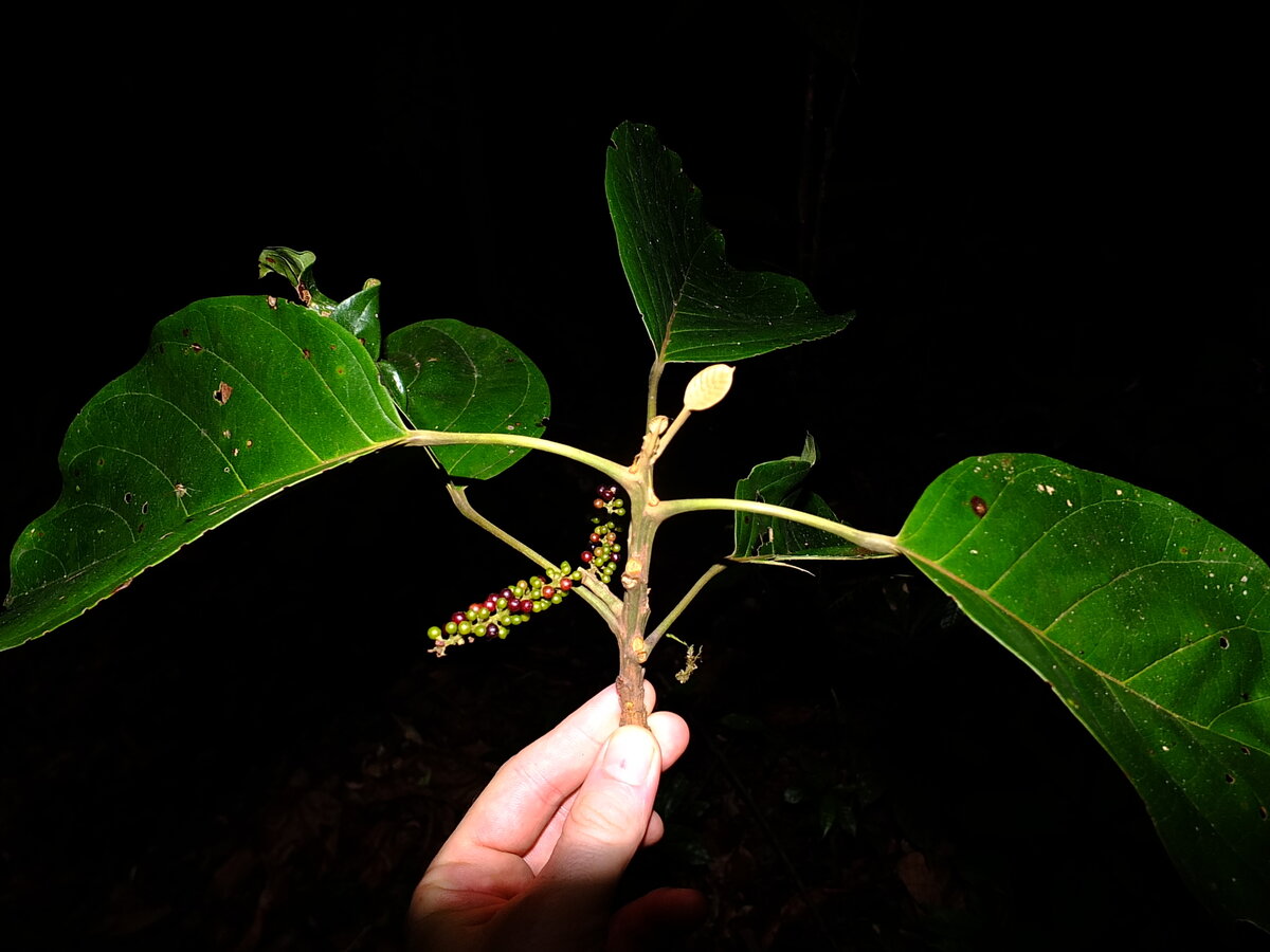 Hieronyma alchorneoides branch showing ripening fruits transitioning from green to wine-red