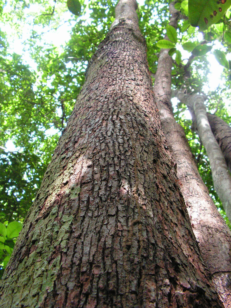 Pilón trunk rising into the forest canopy