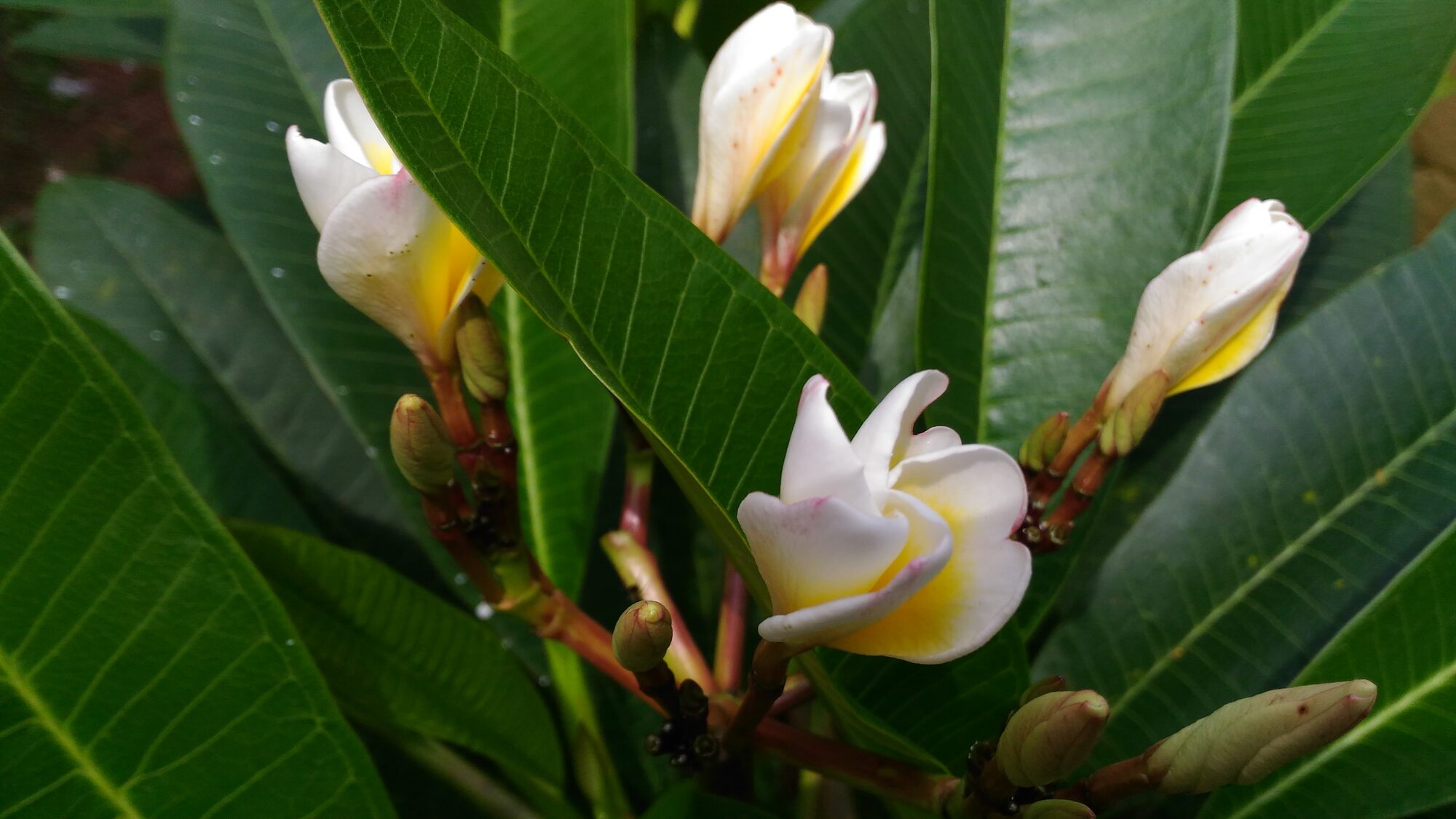 Close-up of Plumeria rubra flowers