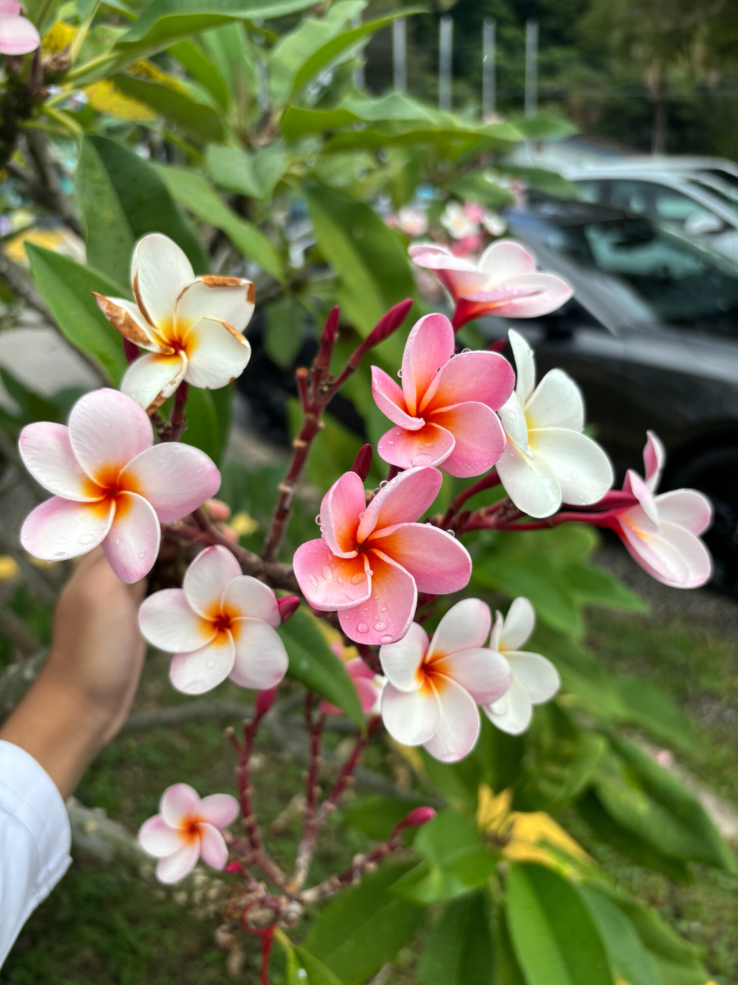 Plumeria rubra flowers