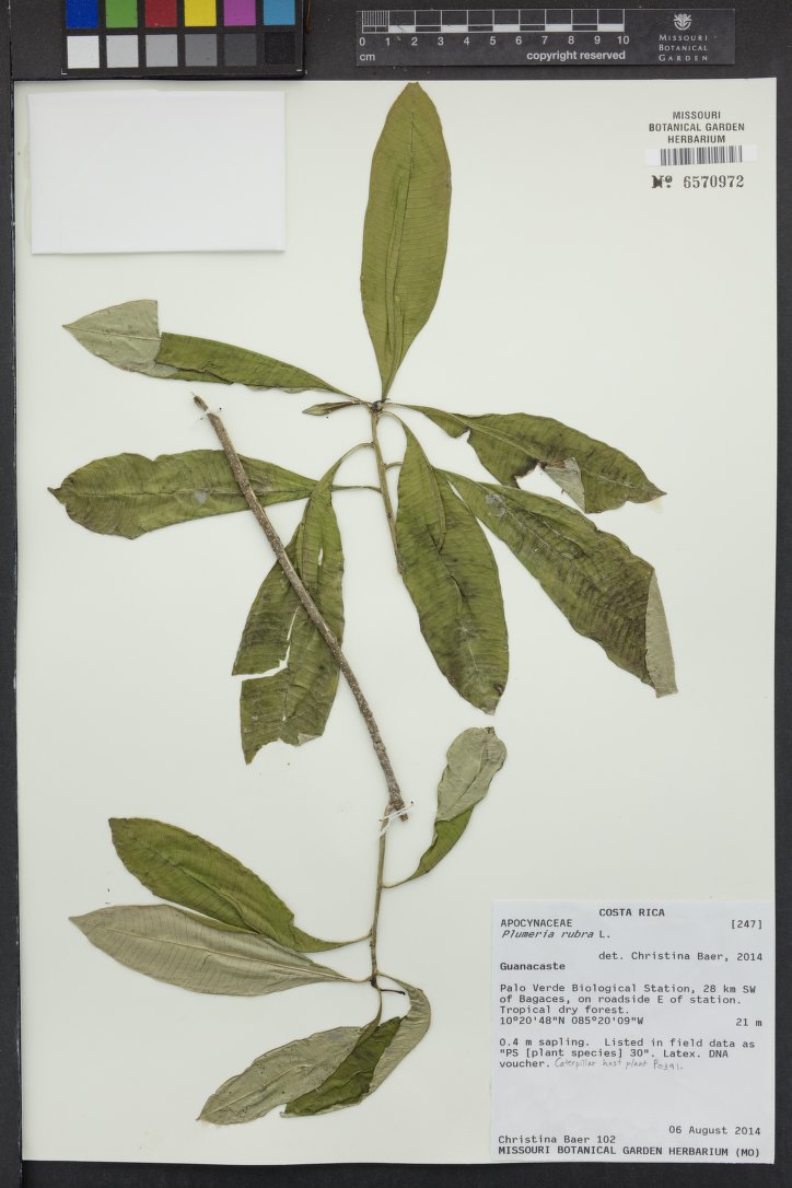 Plumeria rubra herbarium specimen