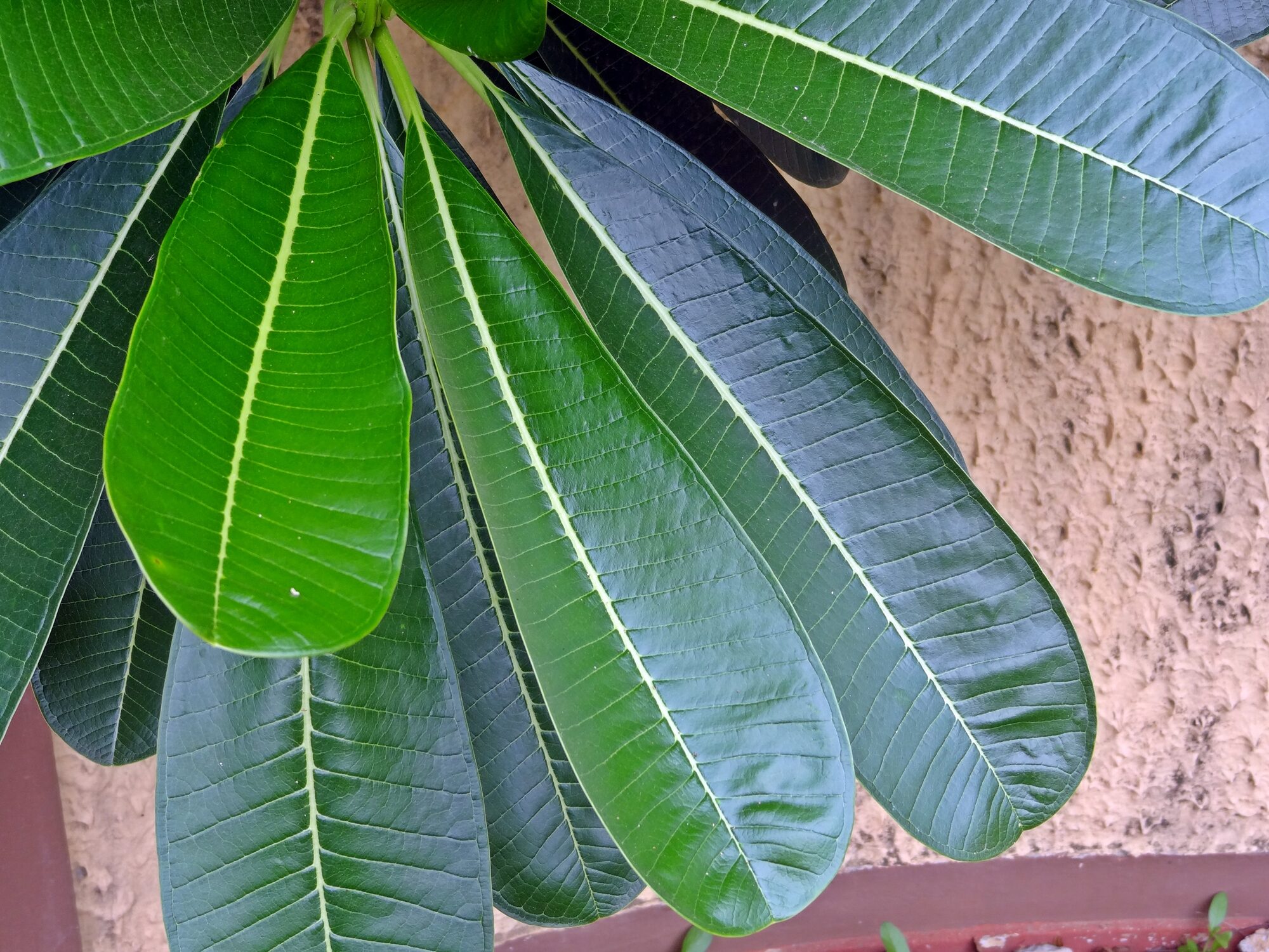 Plumeria rubra leaves showing oblong shape and prominent venation