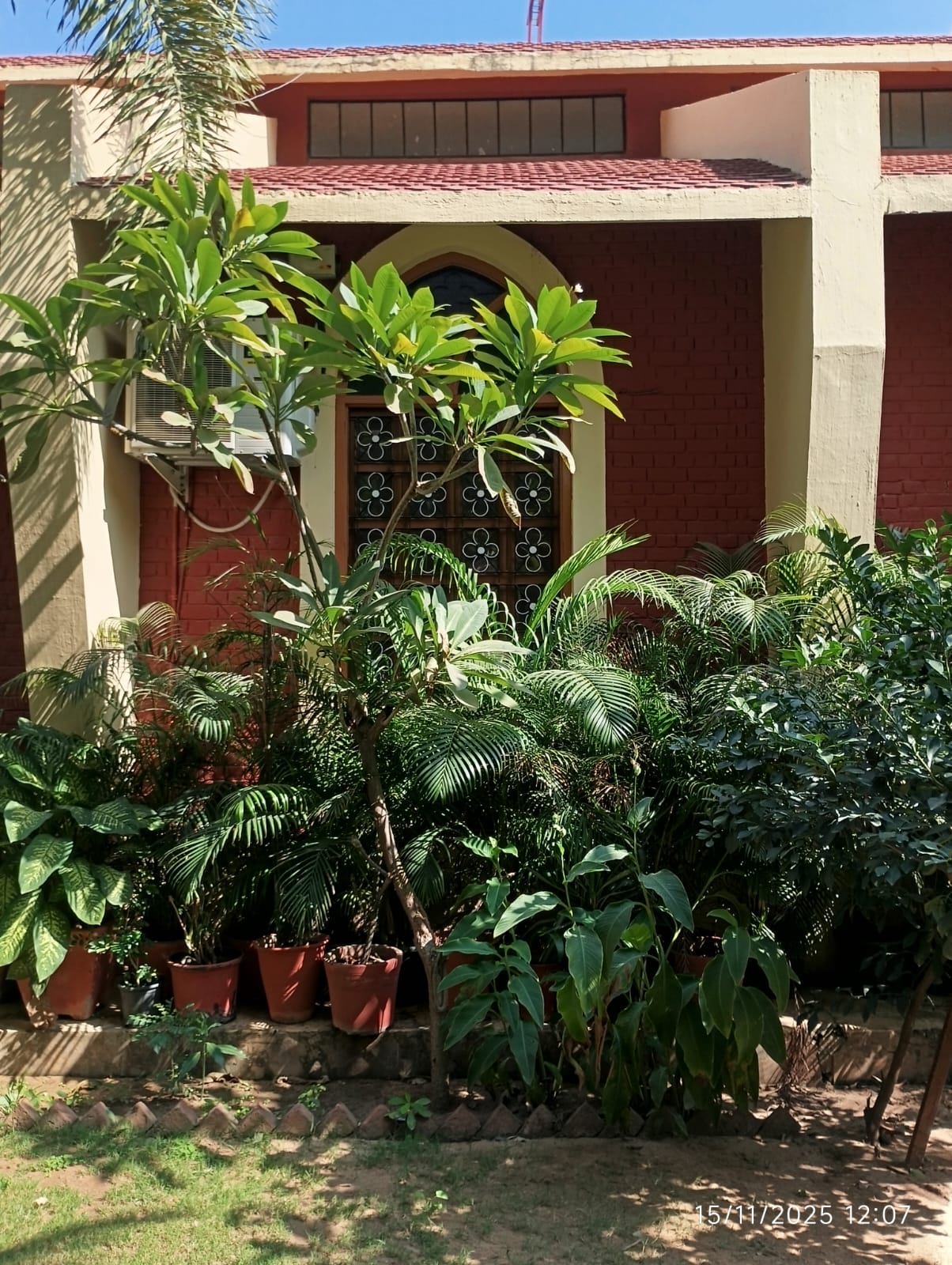 Plumeria rubra tree growing in a garden showing typical branching habit