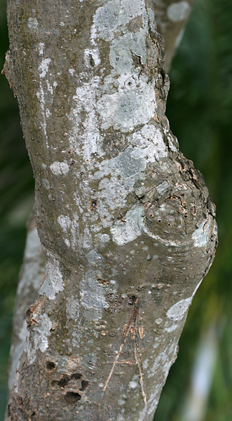 Plumeria rubra trunk showing smooth gray bark