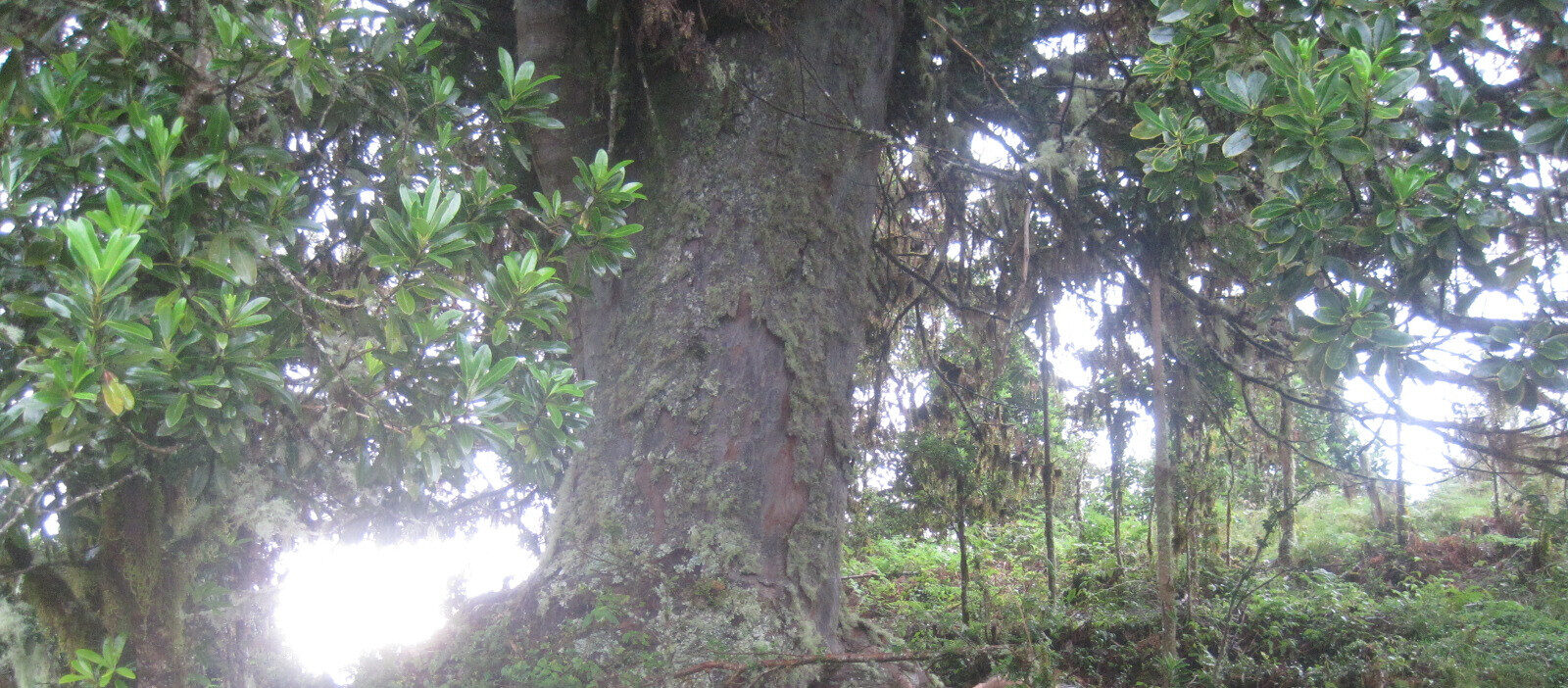 Massive Podocarpus oleifolius trunk covered in lichens and mosses in misty cloud forest