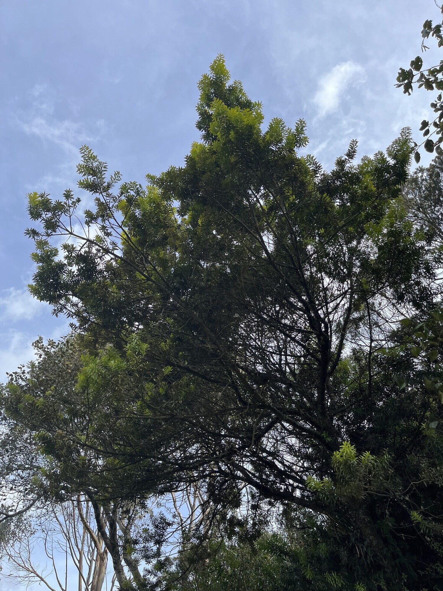 Podocarpus oleifolius canopy viewed from below in cloud forest