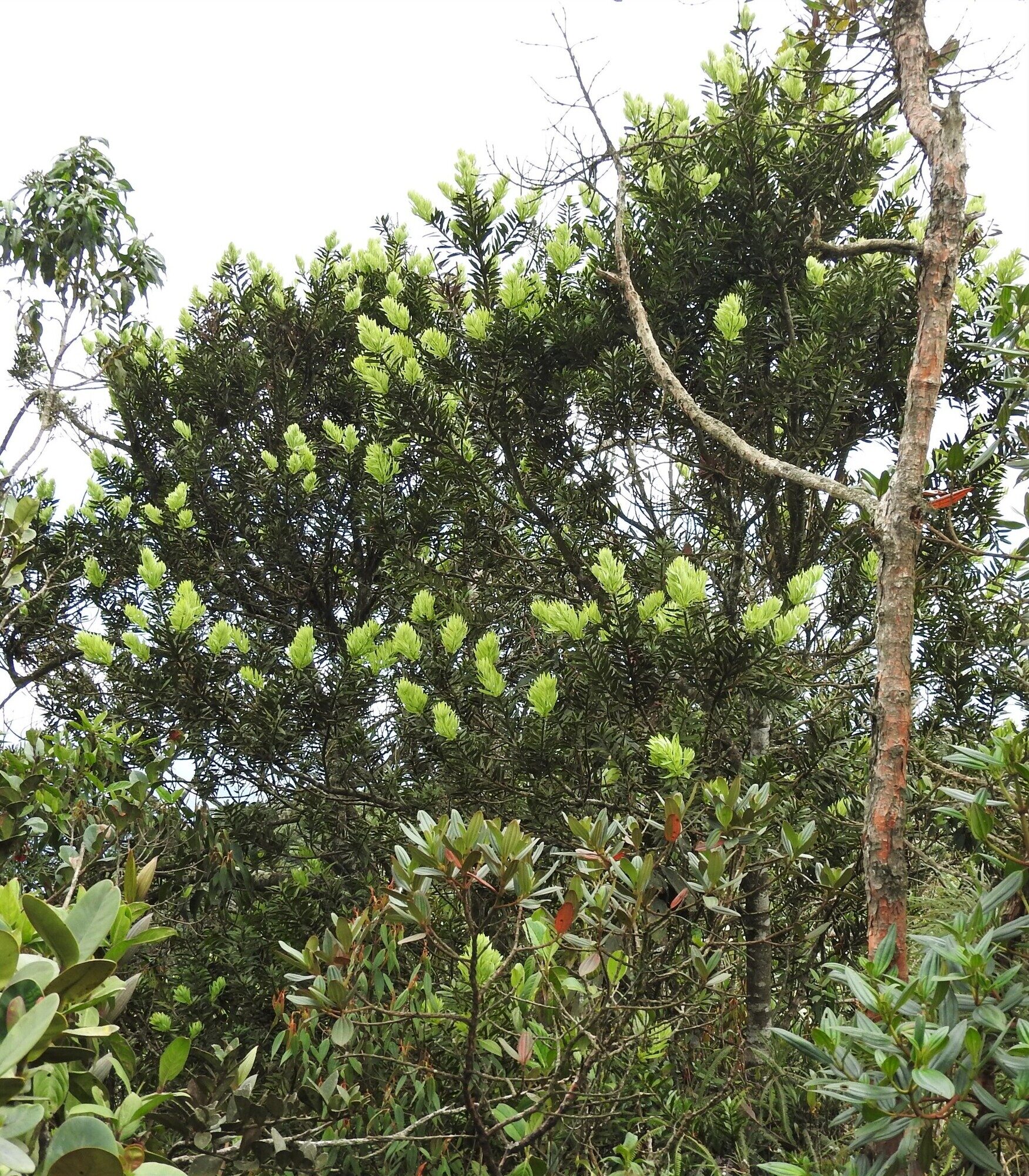 Podocarpus oleifolius tree in natural habitat showing clusters of pale new growth against darker mature foliage