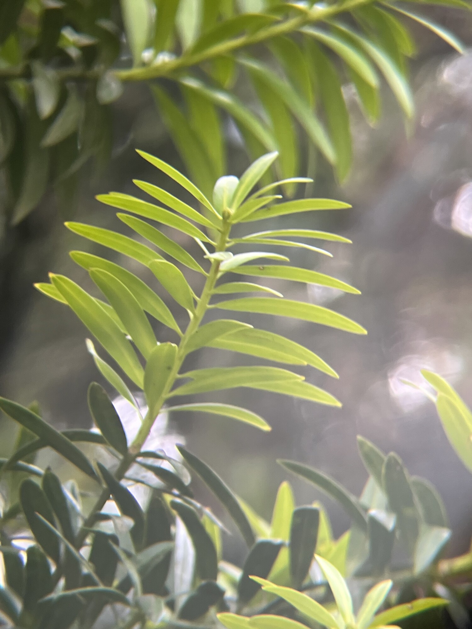 Podocarpus oleifolius leaves in misty cloud forest light