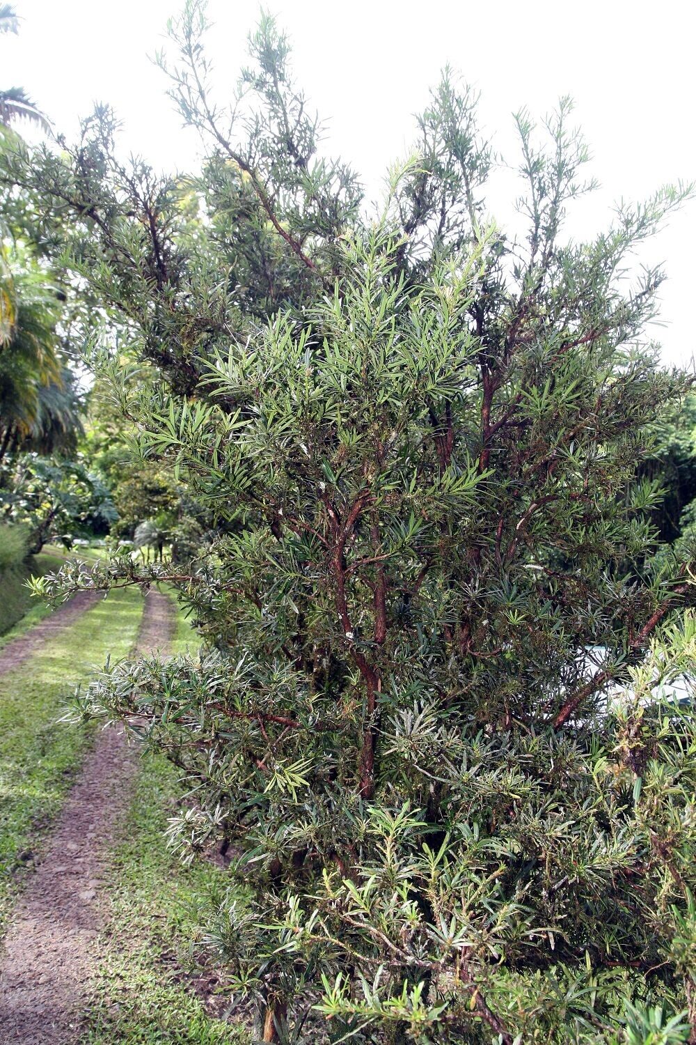 Podocarpus oleifolius whole tree habit showing dense coniferous crown