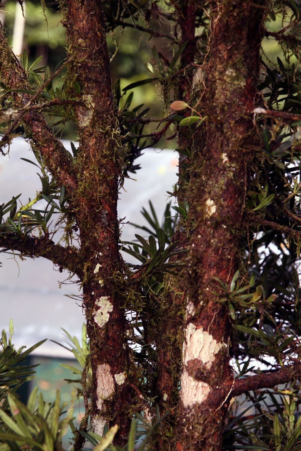 Podocarpus oleifolius bark showing grey-brown scaly texture with mosses and lichens