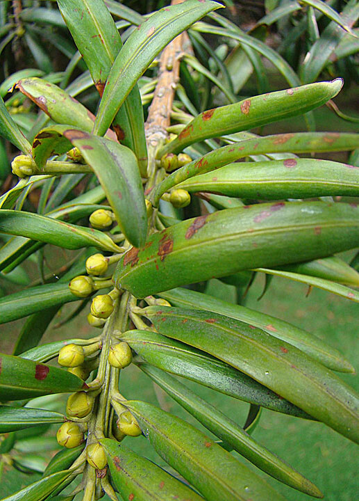 Podocarpus oleifolius branch with immature male strobili