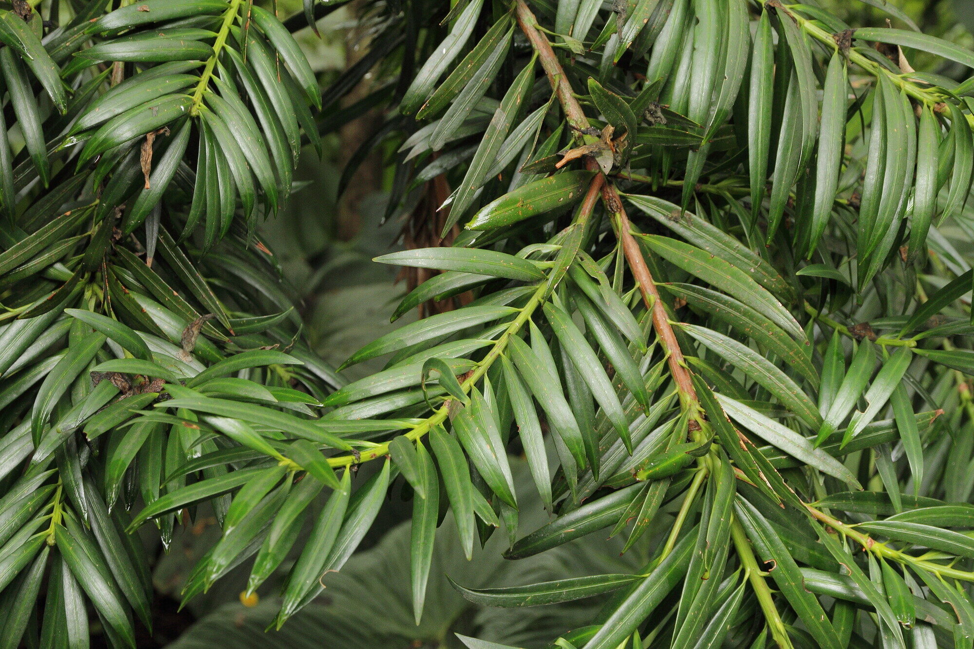Podocarpus oleifolius leaves showing spirally arranged lanceolate foliage
