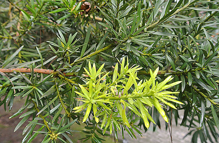 Podocarpus oleifolius showing contrast between new lime-green growth and older dark foliage