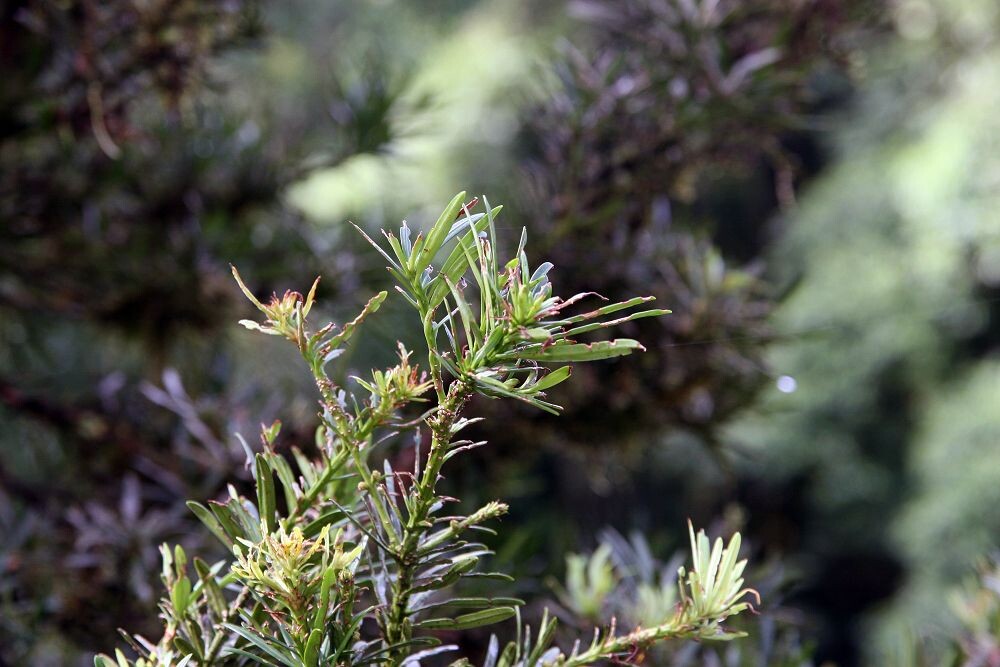 Podocarpus oleifolius branch tips showing leaf arrangement and buds