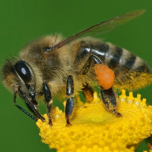 Western honeybee (Apis mellifera)