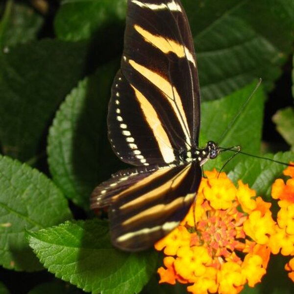 Zebra longwing (Heliconius charitonius)