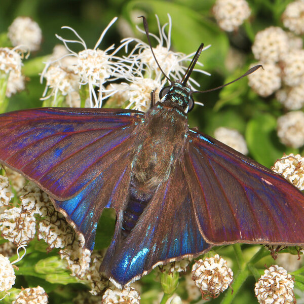 Mangrove Skipper (Phocides pigmalion)