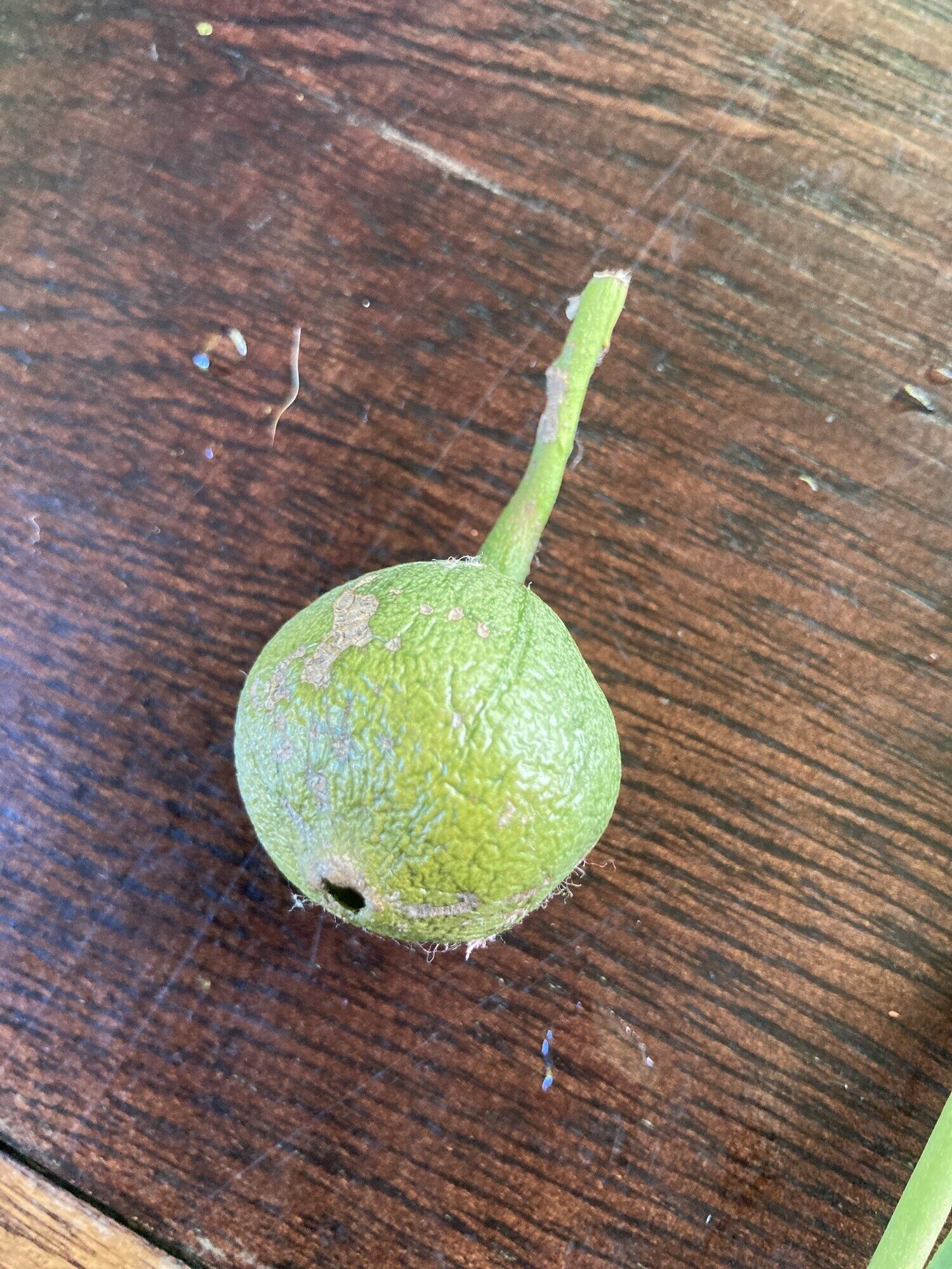 Posoqueria latifolia whole fruit showing globose shape and wrinkled surface