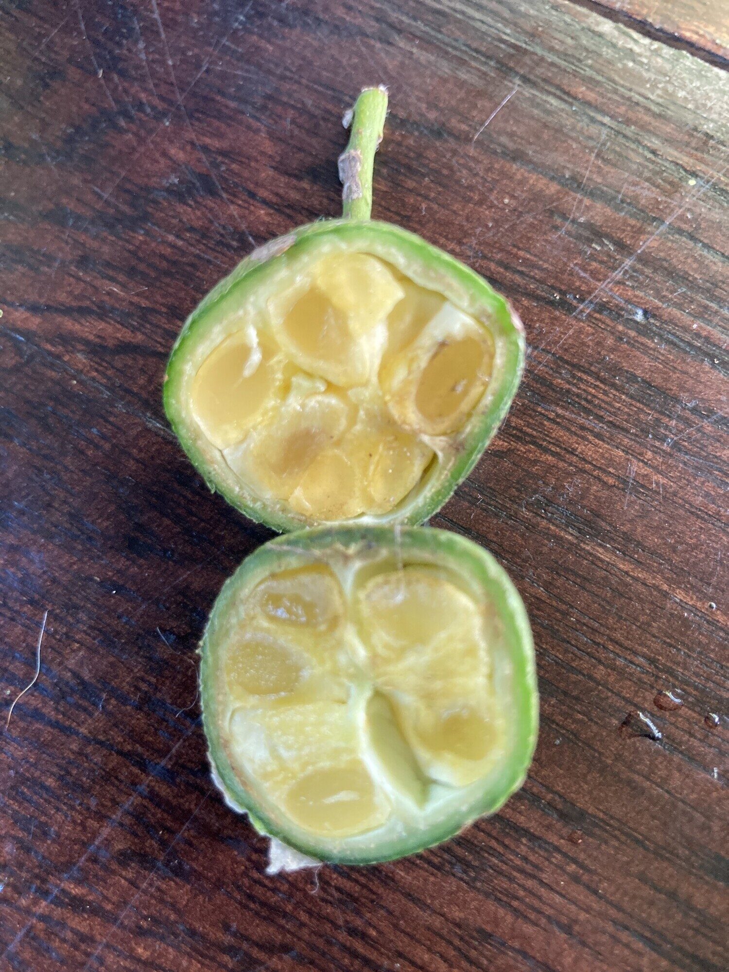 Posoqueria latifolia fruit cross-section showing seeds embedded in pulp