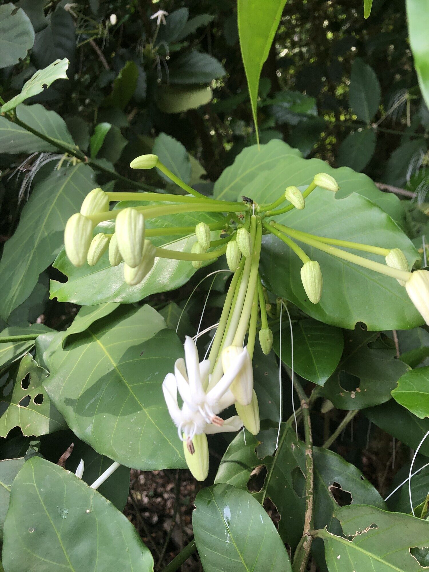 Posoqueria latifolia inflorescence showing flower buds and one open flower